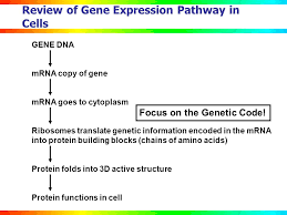 13 what type of biomolecule is dna? Anatomy Of The Gene Mupgret Workshop June 13 Ppt Download