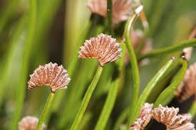 Image result for Schizaea pectinata
