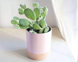 Over watering a cactus is much more damaging than under watering. 8 Best Cactus Varieties To Grow Indoors
