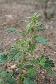 Image result for Dysphania procera