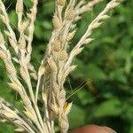 Image result for Thelepogon