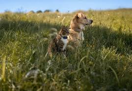 Pet GPS Tracker | Health Tracker for ...