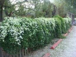 We did not find results for: Clematis Terniflora Under Pine Trees Sweet Autumn Clematis Backyard Garden Clematis Trellis Garden