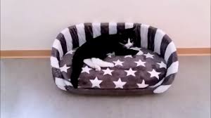 Das gängigste material für fleece hund pullover ist. Katzenbett Selber Machen Diy Cat Bed Youtube
