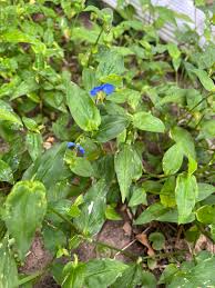 Image result for Commelina diffusa