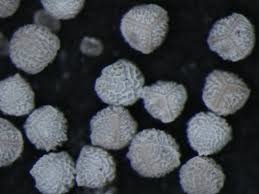 Image result for Isoetes schweinfurthii