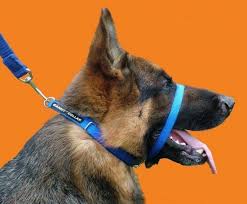 Canny Collar No Pull Dog Collar Gentle Head Halter Training Collar To Stop Dog Pulling 20 Canny Collar Dog Training Collar Training Collar