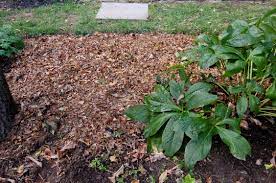 Their large surface blocks light and traps moisture. Fall Leaves Love Em And Leave Em Rutgers Master Gardeners Of Mercer County