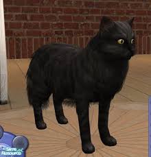 They also shed one coat in the spring and one in the winter, at which time their coat should be combed through two or three times a week. Songe S Norwegian Forest Cat Black Smoke