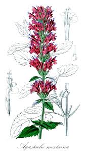 Image result for Acrotome inflata