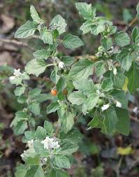 Image result for Solanum