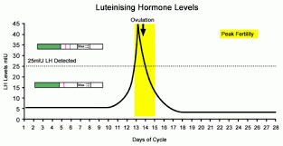 How Long Lh Surge Lasts And Tips For Conception New Kids Center