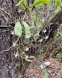 Image result for Aerangis splendida