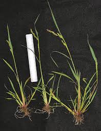 Image result for Echinochloa ugandensis