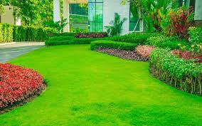 According to the researchers at clemson university, south carolina, there are more than 50 different types of bermuda grass that are grown around the world. A Guide To Lawns In Dubai Types Maintenance Cost More Mybayut