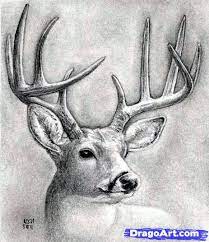 Deer Art Drawings Animal Drawings