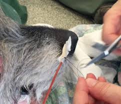 During insertion its lumen is usually occupied by a trocar; How To Place Nasal Oxygen In A Dog Vetgirl Videos