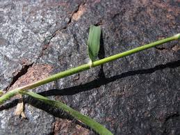 Image result for Eragrostis porosa