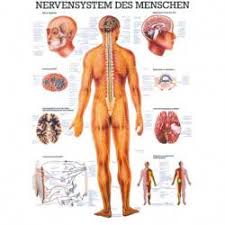 Der einb?ndige atlas ist handlich und bietet die komplette an. Poster Lymphsystem Des Menschen