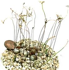 Image result for Drimia calcarata