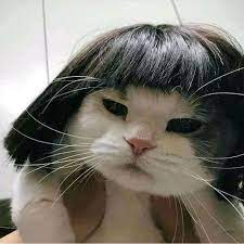 Sweet Debay Iz One Cute Animal Memes Funny Animals Cute Cats