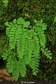 Image result for Adiantum patens