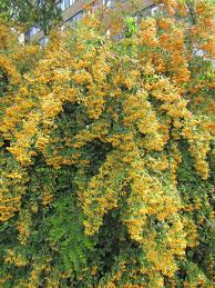 Image result for Pyracantha coccinea soleil d'or