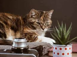 Basil is very safe for cats and unlikely to cause any irritations for them when ingested in moderate amounts. Are Succulents Safe For Cats And Dogs Houseplant Central