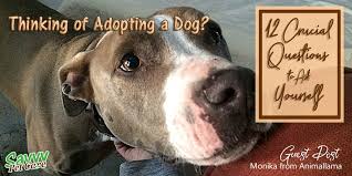 Check spelling or type a new query. Adopting A Dog 12 Crucial Questions To Ask Yourself Savvy Pet Care