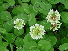 White Clover Jelly Clover Seed White Dutch Clover Clover Lawn
