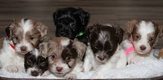You came to the right place! Havapoo Puppies In Virginia Cavapoo Puppies In Virginia By Black Creek Doodles