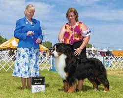 Find greater swiss mountain dog puppies and breeders in your area and helpful greater swiss mountain dog information. Berndocks Bernese