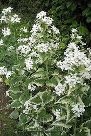 Image result for Lankesteria alba