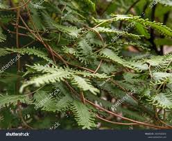 Image result for Lygodiaceae