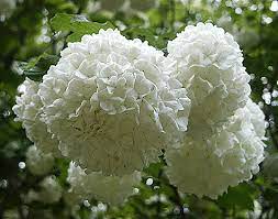 It Really Is Called A Snowball Bush Had One Growing Up And Hoping To Plant One In My Yard Viburnum Opulus Viburnum Snowball Hydrangea