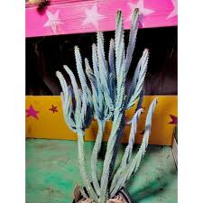 Image result for Myrtillocactus