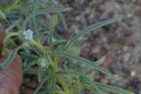 Image result for Anticharis