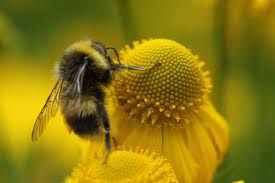 Image result for Ctenium concinnum