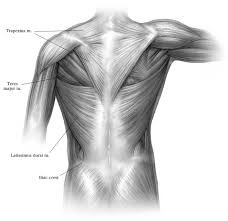 Latissimus Dorsi Muscle Harvest Operative Techniques In Thoracic And Cardiovascular Surgery