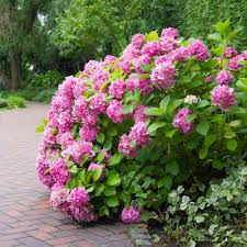Image result for Hydrangea