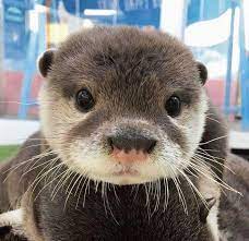 Post Image Otters Cute Cute Baby Animals Cute Funny Animals