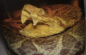 Bothrops Jararacussu Wikiwand