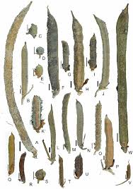 Image result for Indigofera erythrogramma