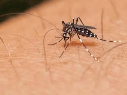 Tubuh biasanya akan mengalami demam tanpa sebab yang jelas. Cek Di Sini Gejala Gejala Infeksi Virus Zika