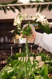 Image result for Huperzia bampsiana