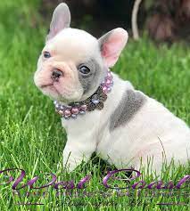 They are veterinary checked, have all we do not sell breeding frenchies, but may sometimes have show quality pups available for sale. Available Puppies West Coast Rare Bulldogs Vancouver Lilac French Bulldogs French Bulldog Breeders French Bulldog Bulldog