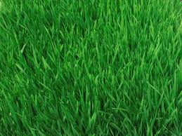 Image result for Paspalum