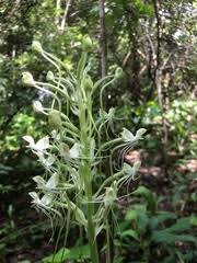 Image result for Habenaria splendentior