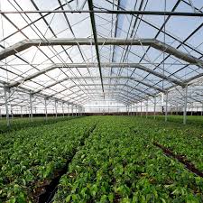 Commercial Light Deprivation Greenhouse Greenhouse Commercial Greenhouse Aquaponics