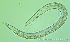 Image result for Aeschynomene nematopoda